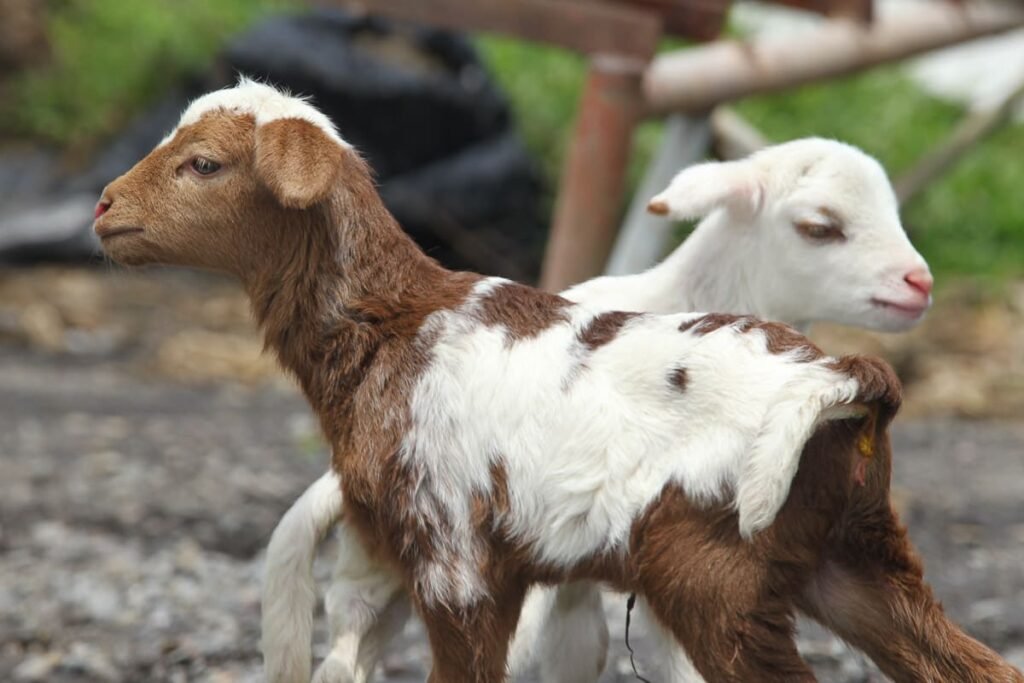 Two adorable baby goats interacting up-close at Tuete Farm Tours, a perfect animal encounter for families with kids on the Tico Farm Morning experience in La Fortuna, Costa Rica.