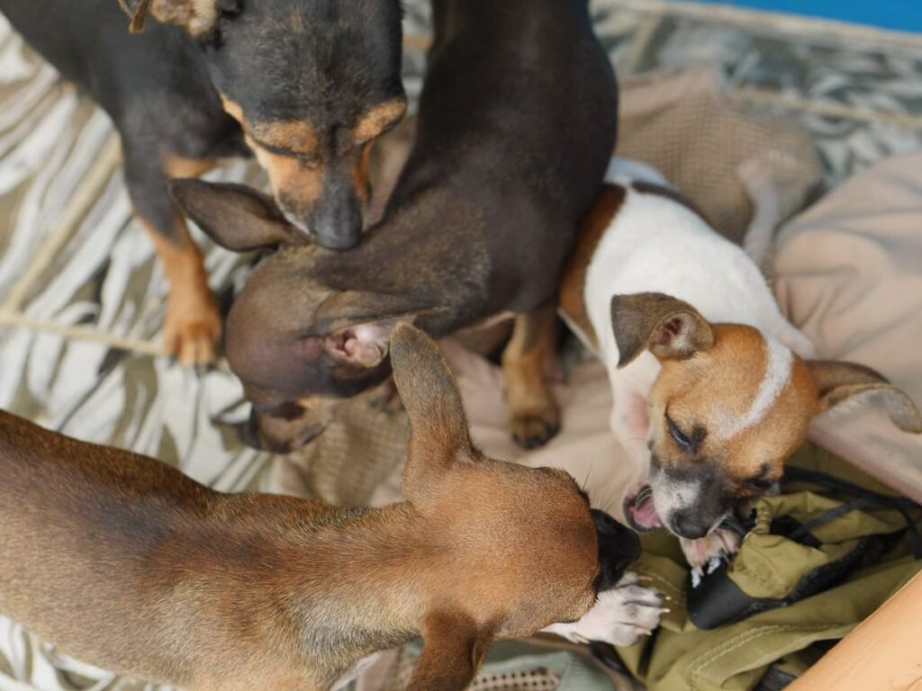 A litter of adorable newborn puppies snuggling and sleeping together at Tuete Farm Tours, a heartwarming part of the authentic local farm experience for families in La Fortuna.