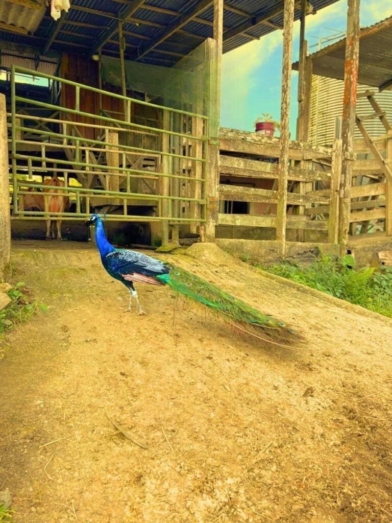 Vibrant peacock at Tuete Farm Tours a highlight of your Tico Farm Full Day authentic Pura Vida experience in La Fortuna.