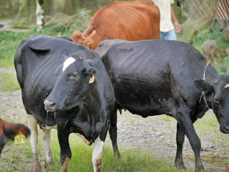 TICO FARM AFTERNOON TOUR