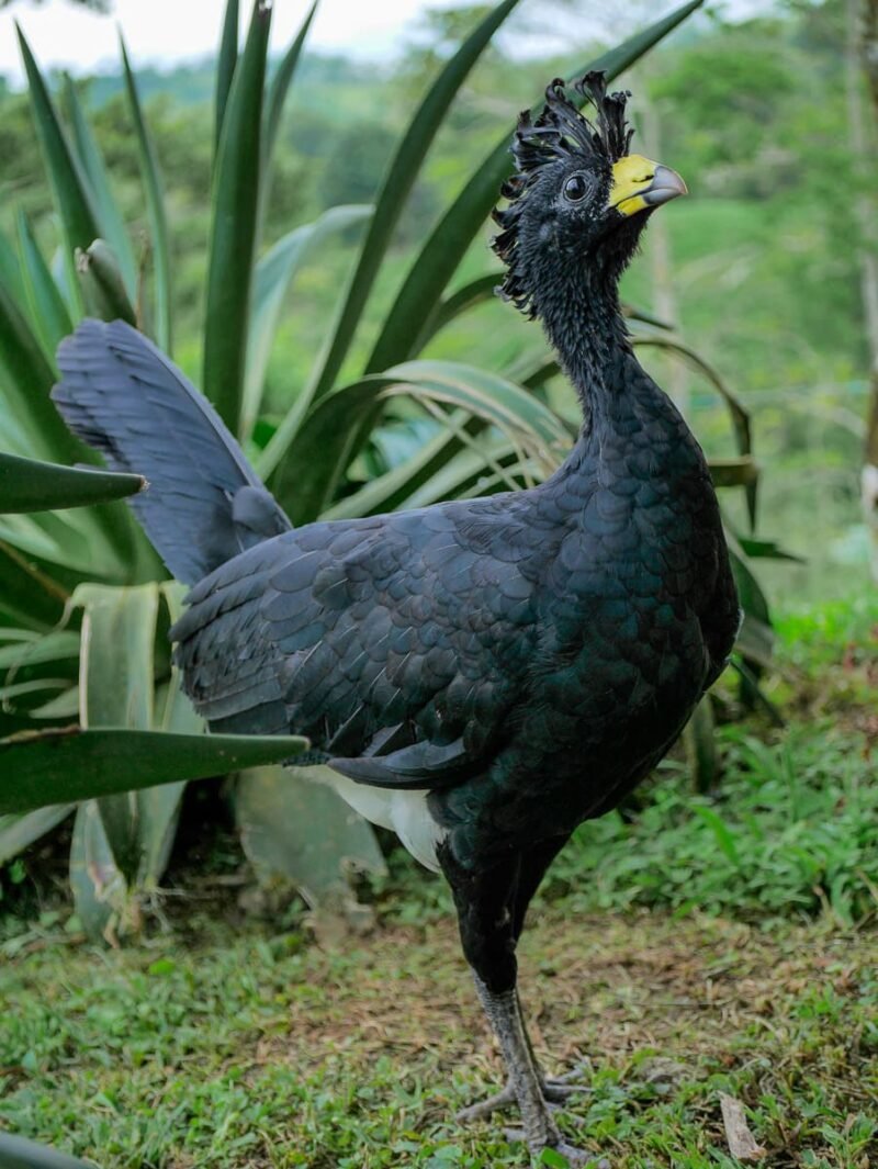 TICO FARM AFTERNOON TOUR