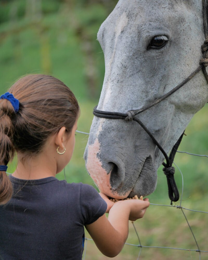 Kid feeding a horse at Tuete Farm Tours Costa Rica