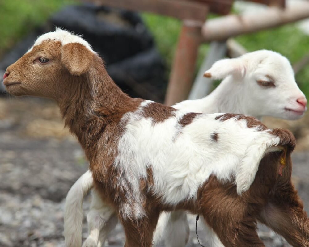 TICO FARM TOUR