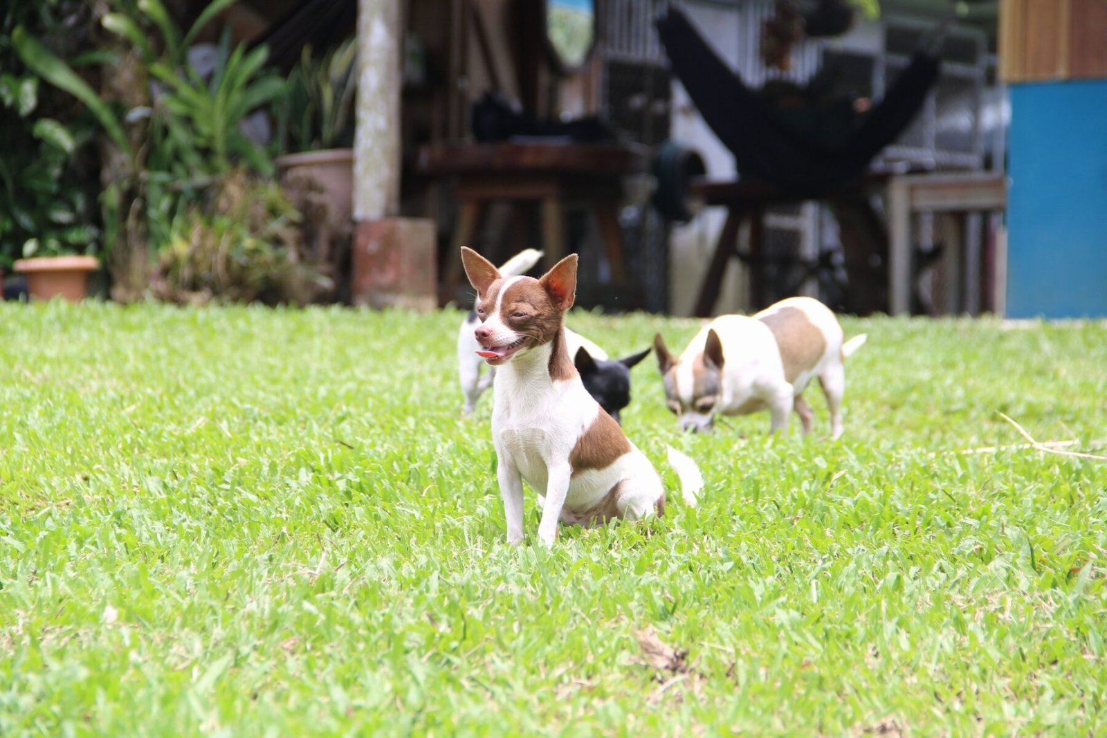 TICO FARM TOUR