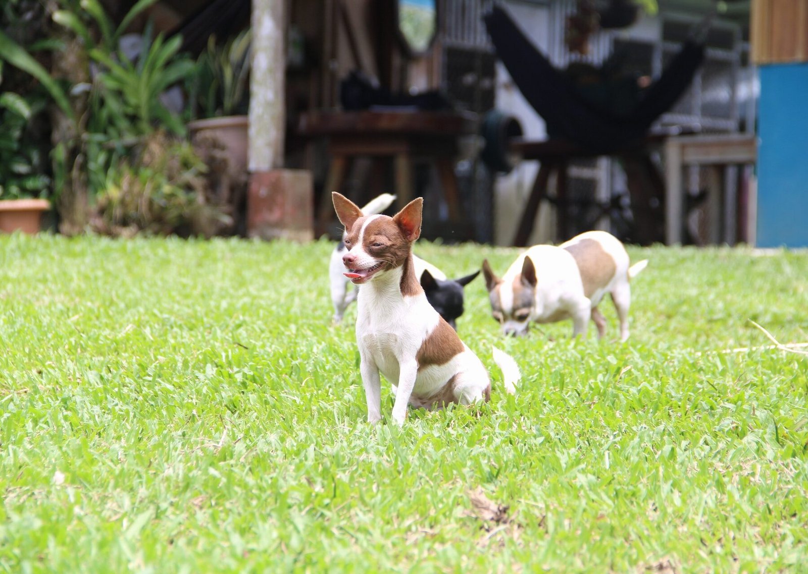 TICO FARM TOUR