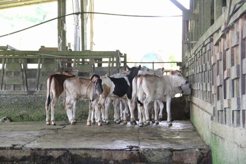 TICO FARM MORNING TOUR