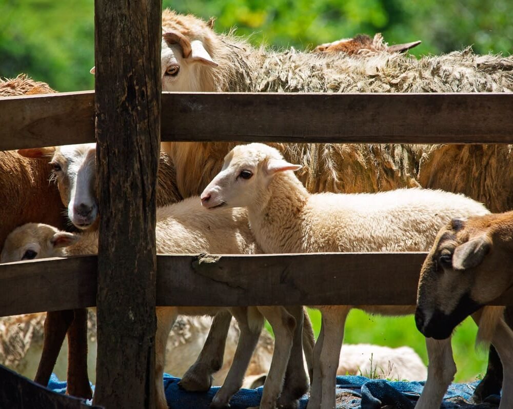 TICO FARM TOUR