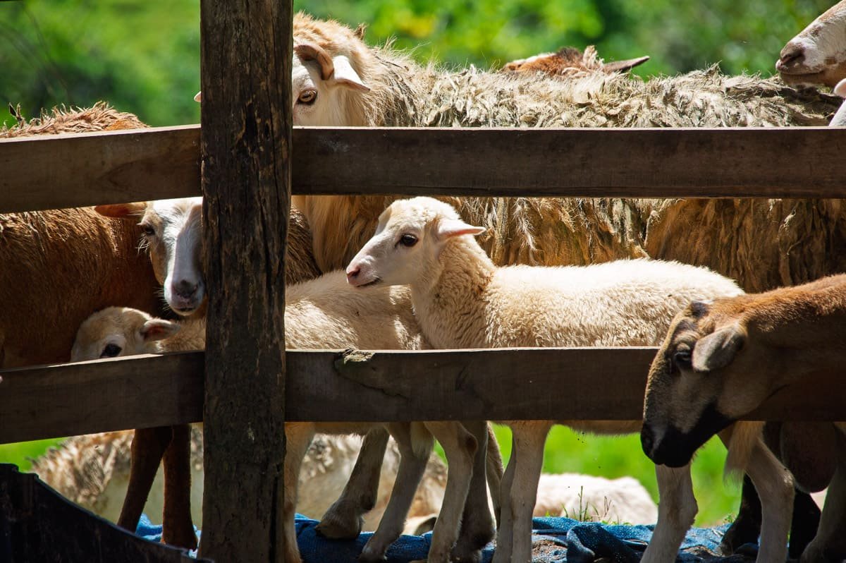 TICO FARM TOUR