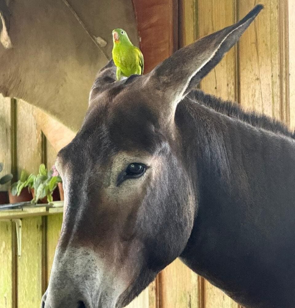 HORSEBACK FARM RIDE ARENAL