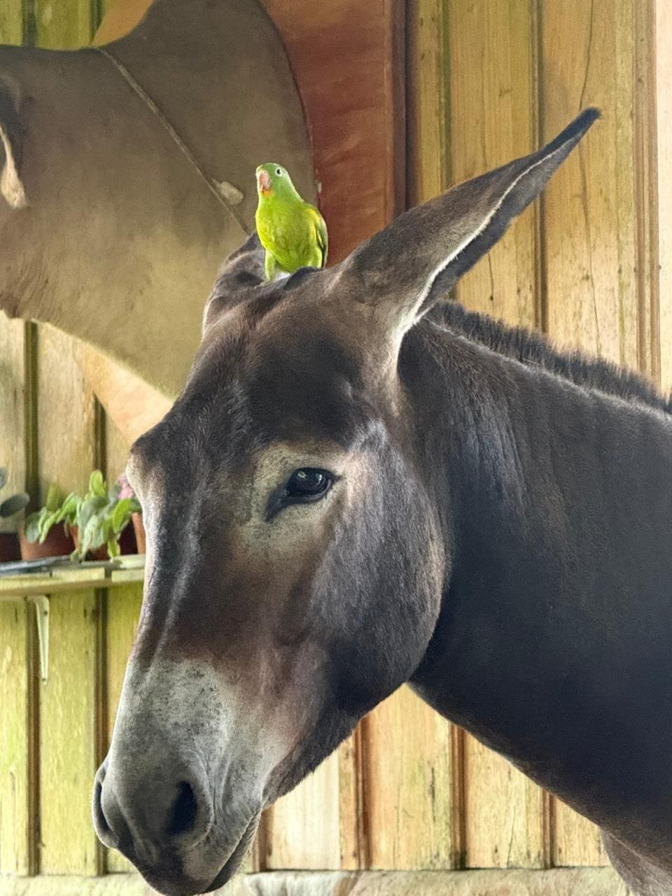 HORSEBACK FARM RIDE ARENAL
